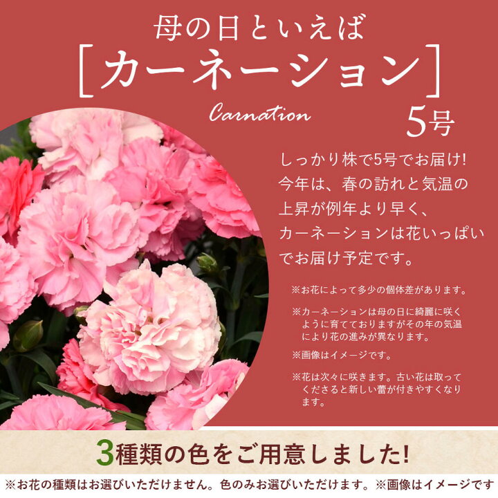 楽天市場 母の日 カーネーション 鉢植え 花とスイーツ 選べる鉢花 6種 カーネーション あじさい クマちゃんマドレーヌ 遅れてごめんね母の日 順次発送 地域限定 送料無料 同梱不可 ギフト アジサイ 紫陽花 鉢花 お菓子 かわいい 熊 くま マドレーヌ 動物 ハッピー