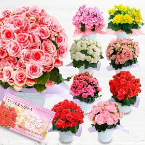 楽天市場 母の日 早割 ベゴニア 花 鉢 ギフト 大輪 薔薇咲き 華やかリーガース ベコニア 花鉢 籠付き ラッピング 5号 先行予約 母の日期間5月5 9日お届け 送料無料 一部地域を除く ボリアス 誕生日 プレゼント 女性 母 祖母 お花 鉢植え 鉢花 退職祝い 定年 お祝い