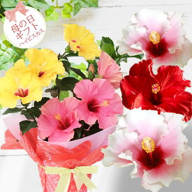 楽天市場 鉢花 種類 植物 ハイビスカス 花 観葉植物 花 ガーデン Diy の通販