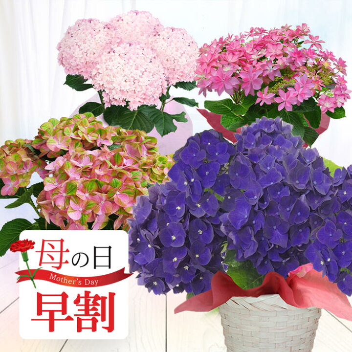 楽天市場 母の日 あじさい 鉢植え ギフト 選べる7品種 5号鉢 西洋紫陽花 先行予約 母の日期間5月3日 8日お届け 地域限定送料無料 母の日ギフト 花 鉢植え プレゼント 鉢花 花鉢 お花 紫陽花 地域限定 送料無料 同梱不可 ハッピーガーデン