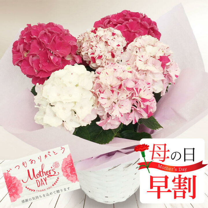 楽天市場 限定 母の日 早割 鉢花ギフト あじさい 寿 1株から赤 白 絞り咲く大変希少なアジサイ 4号 1鉢 先行予約 母の日期間5月3日 8日お届け 地域限定送料無料 アジサイ鉢植え 同梱不可 お花 鉢花 母の日ギフト プレゼント ギフトメッセージカード付 22mom