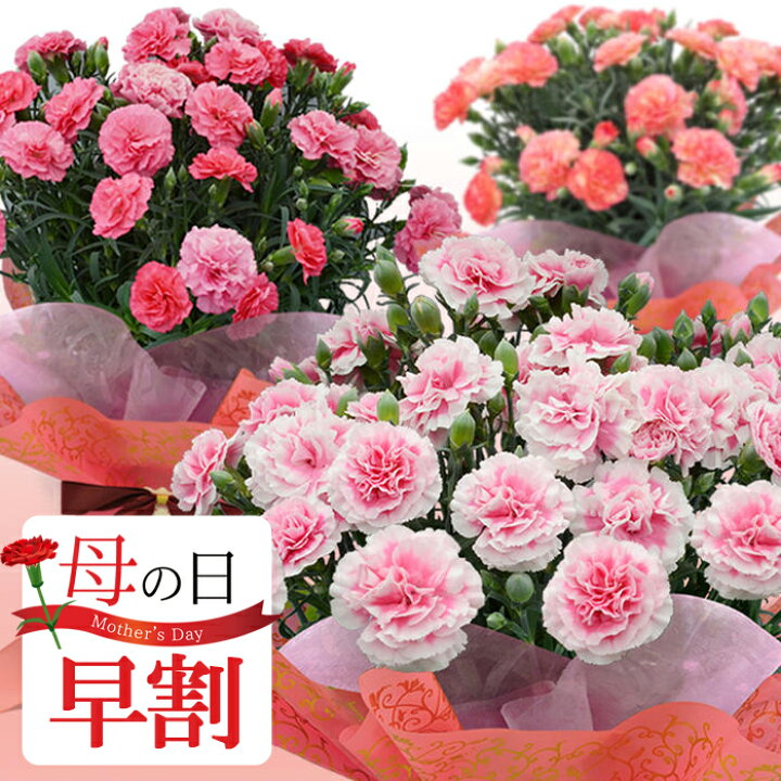 楽天市場 母の日 早割 ギフト カーネーション 鉢植え 選べる10種 5号 先行予約 母の日期間5月3日 8日お届け 地域限定送料無料 ラッピング カード付き 特典付き 花鉢 鉢花 お花 同梱不可 プレゼント 花鉢 鉢花 お花 同梱不可 22mom ハッピーガーデン