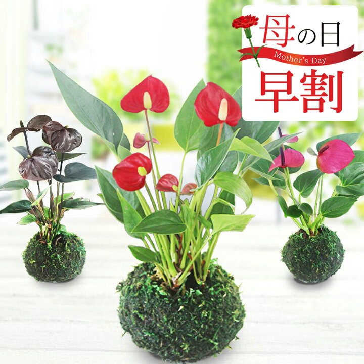 楽天市場 母の日 早割 ギフト 花 珍しい マイクロ アンスリウム 苔玉 受け皿付き 3色から選べる1株 先行予約 母の日期間5月3日 8日お届け 地域限定送料無料 誕生日 プレゼント 女性 フラワーギフト おしゃれ コケダマ コケ玉 こけだま アンスリューム アンスリュウム