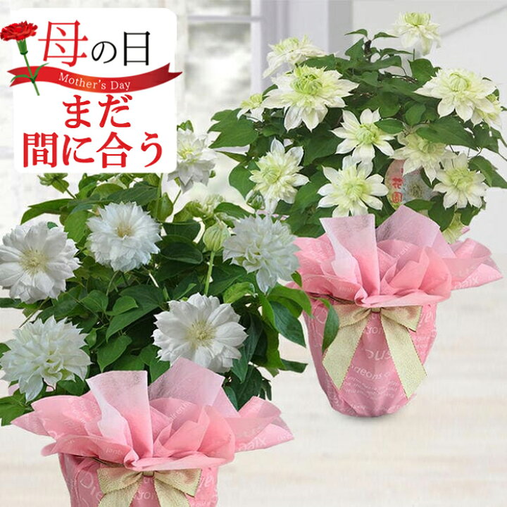 楽天市場 母の日 プレゼント 花 鉢植え 八重咲きクレマチス 選べる2品種 3年大株 6号鉢行灯仕立て 母の日期間5月3日 8日お届け 地域限定送料無料 母の日プレゼント 同梱不可 ハッピーガーデン 楽天市場 母の日 プレゼント 花 鉢植え 八重咲きクレマチス 選べる2品種 3年大株 6号鉢行灯仕立て 母の日期間5月3日 8日お届け 地域限定送料無料 母の日プレゼント 同梱不可 ハッピーガーデン