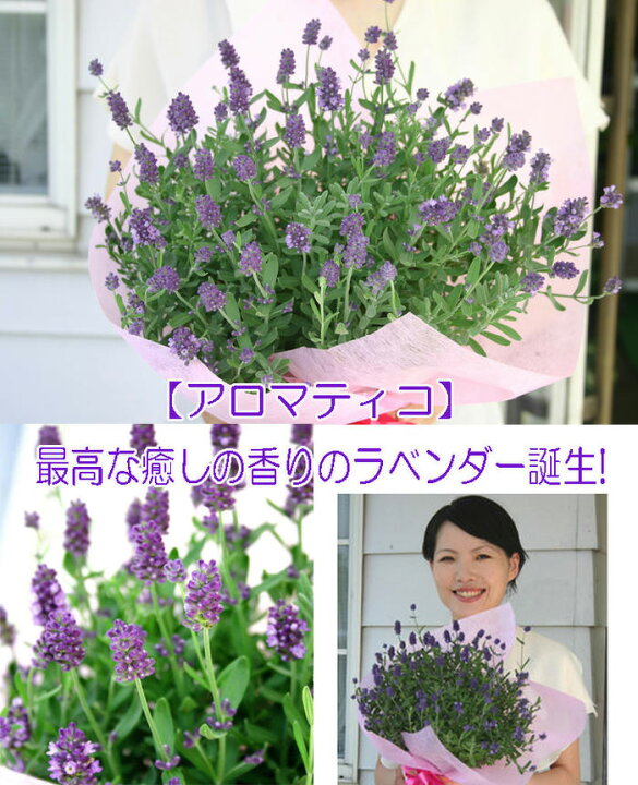 楽天市場 母の日 プレゼント 花 ギフト 珍しい ラベンダー アロマティコ 鉢植え 5号 先行予約 母の日期間5月3日 8日お届け 地域限定送料無料 Lavender 送料無料 母の日ギフト 鉢花 花鉢 母の日のプレゼント 22md ハッピーガーデン