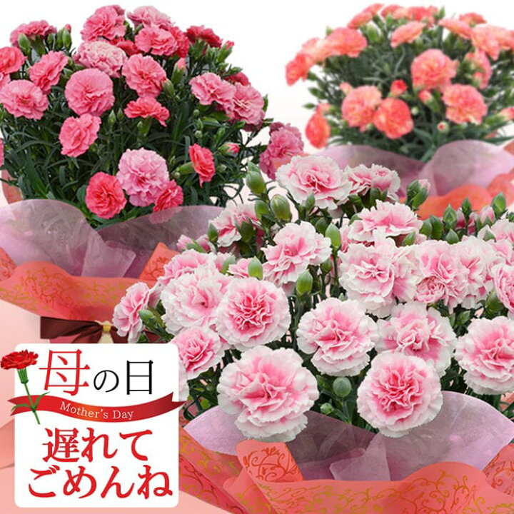 楽天市場 遅れてごめんね 最短発送 母の日 プレゼント 花 鉢植え カーネーション 鉢植え 選べる10種 5号 地域限定送料無料 ラッピング カード付き 特典付き 花鉢 鉢花 お花 同梱不可 プレゼント 花鉢 鉢花 お花 同梱不可 22mom ハッピーガーデン