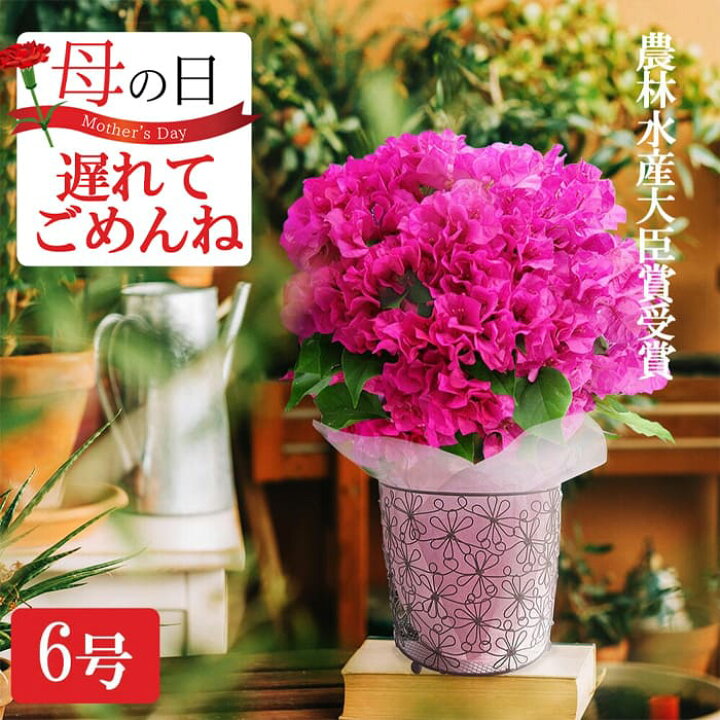 楽天市場 遅れてごめんね 最短発送 母の日 プレゼント 花 鉢植え 特選aクラス 大きなサイズ ブーゲンビリア 6号 鉢植え選べる花色 籠 ラッピング付き 地域限定送料無料 母の日プレゼント ギフト 鉢 花鉢 鉢花 お花 ブーゲンビレア 同梱不可 地域限定 送料無料 楽天市場 遅れてごめんね 最短発送 母の日 プレゼント 花 鉢植え 特選aクラス 大きなサイズ ブーゲンビリア 6号 鉢植え選べる花色 籠 ラッピング付き 地域限定送料無料 母の日プレゼント ギフト 鉢 花鉢 鉢花 お花 ブーゲンビレア 同梱不可 地域限定 送料無料