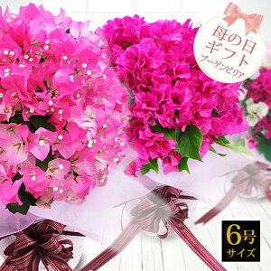 生花 鉢植え 母の日 花 送料無料の人気商品 通販 価格比較 価格 Com