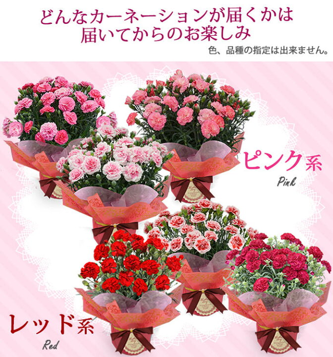 激安超特価 母の日 22 花 ギフト 特割中 豪華 母の日スペシャルアレンジ5 500円 送料無料 翌日配達 配達日指定可能 カーネーション Rmladv Com Br 激安超特価 母の日 22 花 ギフト 特割中 豪華 母の日スペシャルアレンジ5 500円 送料無料 翌日配達 配達日指定可能 カーネーション Rmladv Com Br