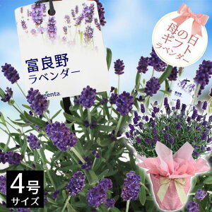 ラベンダー 鉢植えの人気商品 通販 価格比較 価格 Com