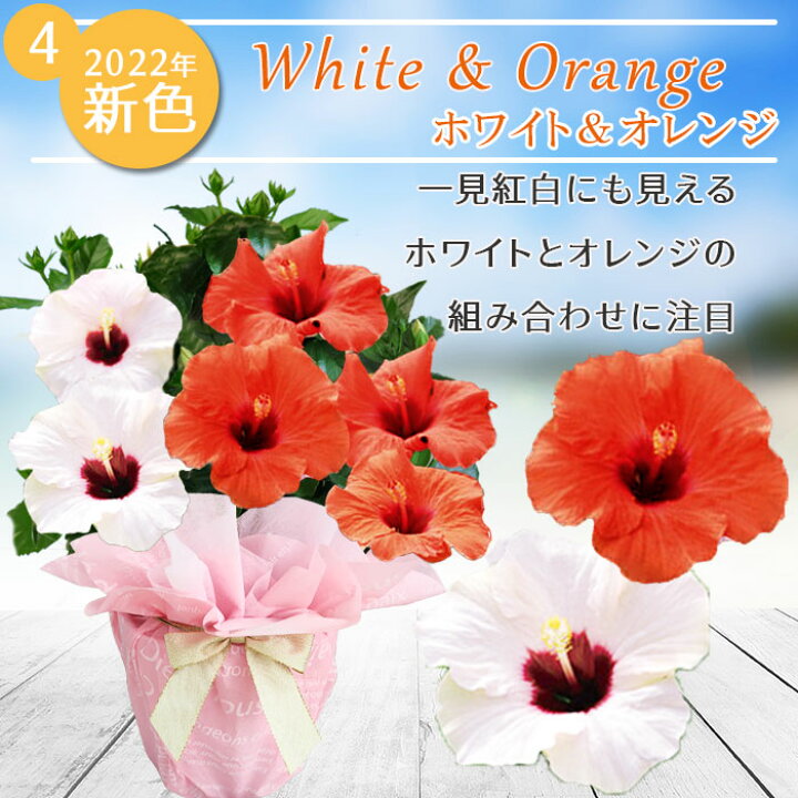 楽天市場 まだ間に合う 母の日 プレゼント 花 鉢植え 珍しい ハイビスカス ロングライフ 選べる7種 1鉢 2色植え 5号 母の日期間5月3日 8日お届け 地域限定送料無料 鉢植え 花鉢 5号鉢 フラワーギフト お花 お母さん 義母 祖母 贈り物 ハッピーガーデン