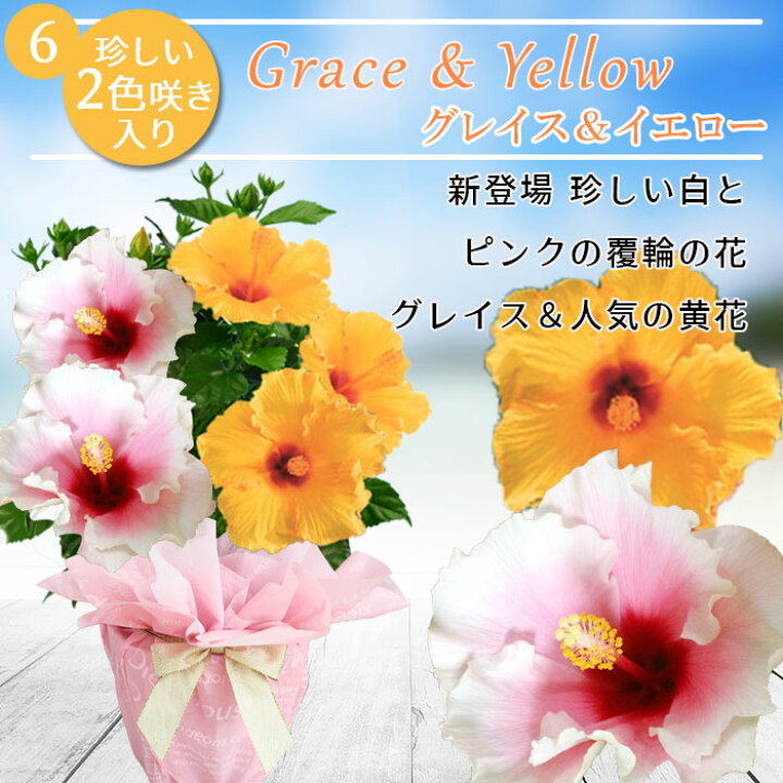 楽天市場 まだ間に合う 母の日 プレゼント 花 鉢植え 珍しい ハイビスカス ロングライフ 選べる7種 1鉢 2色植え 5号 母の日期間5月3日 8日お届け 地域限定送料無料 鉢植え 花鉢 5号鉢 フラワーギフト お花 お母さん 義母 祖母 贈り物 ハッピーガーデン