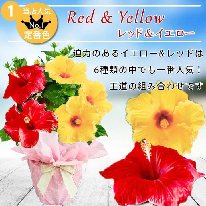 楽天市場 母の日 早割 プレゼント 鉢花 ギフト 珍しい ハイビスカス ロングライフ 選べる7種 1鉢 2色植え 5号 先行予約 母の日期間5月3日 8日お届け 地域限定送料無料 鉢植え 花鉢 5号鉢 フラワーギフト お花 お母さん 義母 祖母 贈り物 ハッピーガーデン