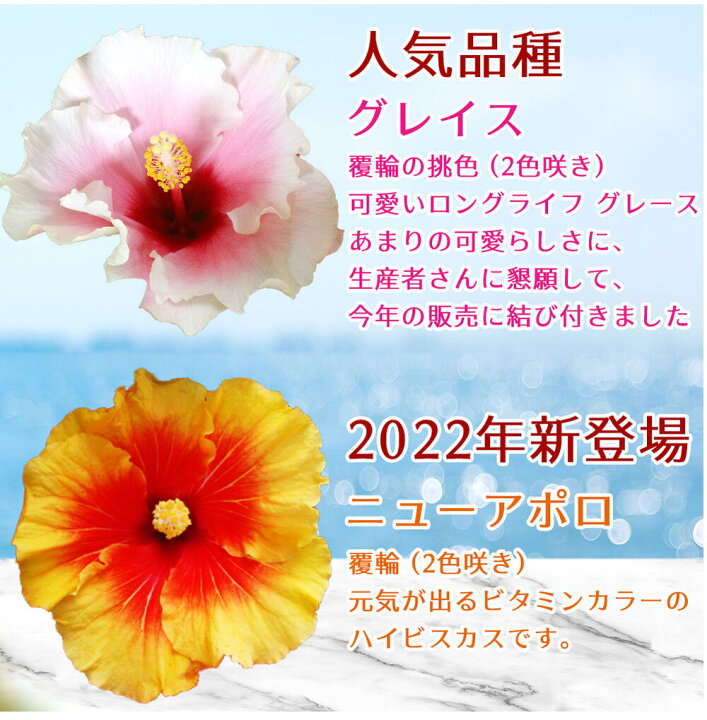 楽天市場 訳あり 花 ギフト プレゼント 花 鉢植え 夏 珍しい ハイビスカス ロングライフ 色はおまかせ 1鉢 2色植え 5号 地域限定送料無料 鉢植え 花鉢 5号鉢 フラワーギフト 母の日 お花 お母さん 義母 祖母 贈り物 父の日 ハッピーガーデン