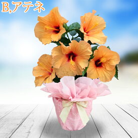 まだ間に合う 敬老の日 ギフト 花 鉢花 インドア ハイビスカス サニーシリーズ 5号 選べる4色 鉢植え 室内で楽しめる 夏の花 長く咲く【即納 送料無料 ラッピング無料】 誕生日 お父さん 義父 花ギフト サマーギフト 夏ギフト 御中元 2026fd
