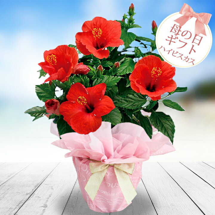 楽天市場 遅れてごめんね 最短発送 母の日 プレゼント 花 鉢植え インドア ハイビスカス サニーシリーズ 選べる4品種 5号鉢 地域限定送料無料 鉢植え 花 プレゼント 誕生日 女性 母 義母 祖母 花鉢 お中元 花 暑中見舞い フラワーギフト 鉢花 お花 ハッピーガーデン