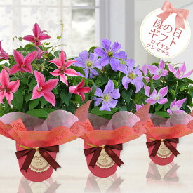 楽天市場 花 鉢植え ラッピングの通販