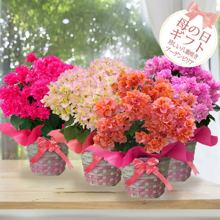 楽天市場 母の日 花 ギフト 珍しい 鉢花 八重咲き ブーゲンビリア 選べる4種類 5号鉢 籠付きラッピング 母の日期間5月3日 8日お届け 地域限定送料無料 鉢植え 母の日ギフト 鉢花 お母さん 花鉢 母の日プレゼント Mother S Day 農林水産大臣賞受賞農場よりお届け