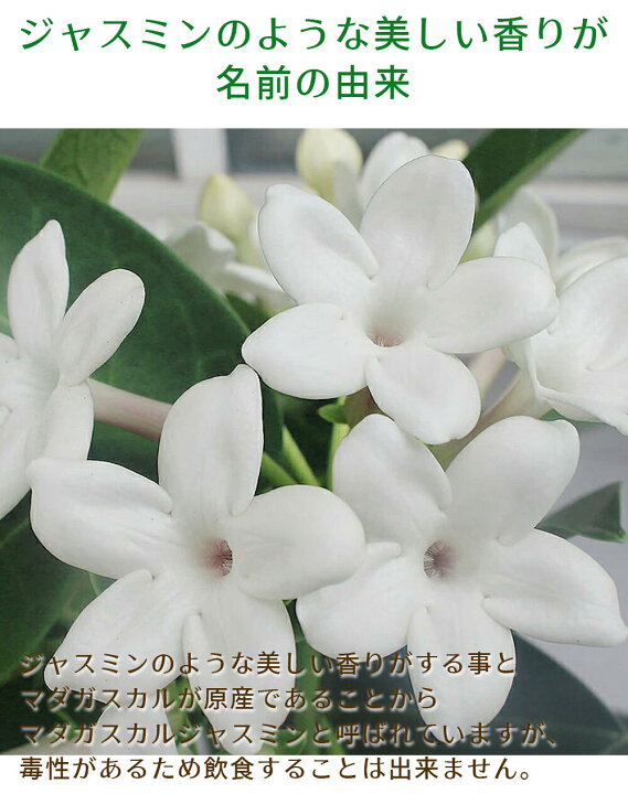 楽天市場 鉢花ギフト プレゼント マダガスカルジャスミン 4号 鉢植え お届け中 送料無料 ラッピング Stephanotis Floribunda ｍadagascarjasmine 白花 母の日 ギフト 鉢花 母の日プレゼント 花鉢 お花 取り置き不可 21md ハッピーガーデン