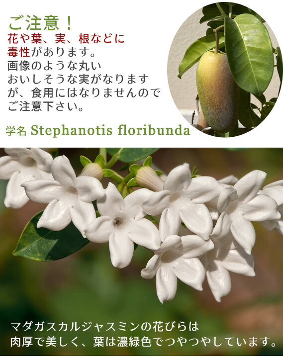 楽天市場 鉢花ギフト プレゼント マダガスカルジャスミン 4号 鉢植え お届け中 送料無料 ラッピング Stephanotis Floribunda ｍadagascarjasmine 白花 母の日 ギフト 鉢花 母の日プレゼント 花鉢 お花 取り置き不可 21md ハッピーガーデン