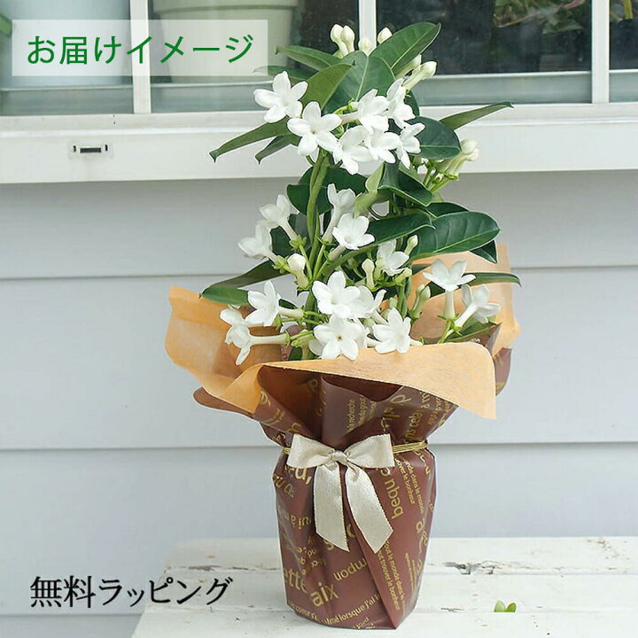 楽天市場 遅れてごめんね 最短発送 母の日 ギフト プレゼント マダガスカルジャスミン 4号 鉢植え 地域限定送料無料 ラッピング Stephanotis Floribunda ｍadagascarjasmine 白花 母の日 ギフト 鉢花 母の日プレゼント 花鉢 お花 22mom ハッピーガーデン