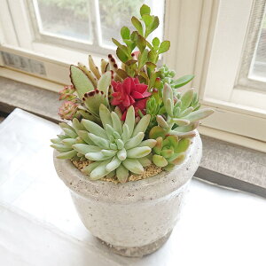 多肉植物 寄せ植え 鉢 観葉植物の人気商品 通販 価格比較 価格 Com