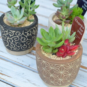 多肉植物 寄せ植え お祝いの人気商品 通販 価格比較 価格 Com