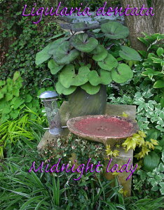 ԕc H N h  OA ~bhiCgfB 1 3`3.5y10{?͂ Hcs\zLigularia dentata 'Midnight Lady' mcuL Ԓd A A CfB t Hc ~c 