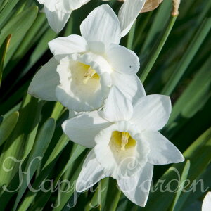   AςȂOK  }Egtbg 2Zbg bp炫 ԁy9{` ^zNarcissus Mount Hood N ϊ A A 񂹐A K[fjO nbs[K[f2025BU COM