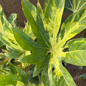  cf _ 1 5y ʔN̔zΒ  J[[t VF[hK[f VFChK[f A ωA A Ԓd A  t nbs[K[f