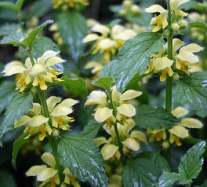 ԕc H K[f~E KIuh 1 3`3.5y͂zLamiastrum galeobdolon N  OhJo[ J[[t CObVK[f c A A K[fjO 