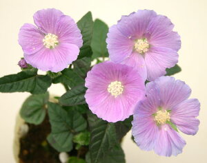 ԕc  Am_ LfB[Jbv 1 3`3.5|bgy͂zAnoda dilleniana Silver Cups N  ĕc G߂ c K[f A Ԓd A 񂹐A Hc nbs[K[f
