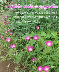 ԕc H JtH[ |s[}[ 1 3.5O|bg ԏIł͂y͂zCallirhoe involucrata poppy mallow h   CObVK[f c |bg K[fjO H ~ 