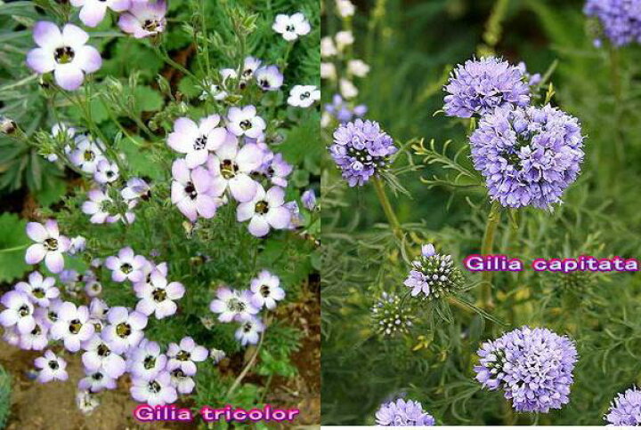 楽天市場 花苗 春 ギリア 4種類より選択 1鉢 3 3 5号 お届け中 Gilia レプタンサ レプタンサホワイト トリコロール トワイライト 一年草 春苗 青花 白花 イングリッシュガーデン 苗 鉢植え 庭植え ガーデニング 花壇 草丈中 22spr ハッピーガーデン 楽天市場 花苗 春 ギリア 4種類より選択 1鉢 3 3 5号 お届け中 Gilia レプタンサ レプタンサホワイト トリコロール トワイライト 一年草 春苗 青花 白花 イングリッシュガーデン 苗 鉢植え 庭植え ガーデニング 花壇 草丈中 22spr ハッピーガーデン