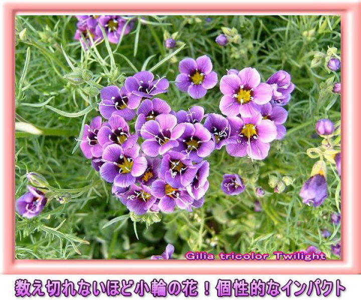 楽天市場 花苗 春 ギリア 4種類より選択 1鉢 3 3 5号 お届け中 Gilia レプタンサ レプタンサホワイト トリコロール トワイライト 一年草 春苗 青花 白花 イングリッシュガーデン 苗 鉢植え 庭植え ガーデニング 花壇 草丈中 22spr ハッピーガーデン