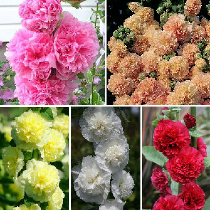 楽天市場 花苗 夏 アルセア ホリホック 苗 1鉢 3 3 5号 5種より選択 お届け中 Althaea Rosea 夏開花 宿根草 苗 八重咲きフヨウ タチアオイ イングリッシュガーデン 鉢植え 庭植え 花壇 22aki ハッピーガーデン 楽天市場 花苗 夏 アルセア ホリホック 苗 1鉢 3 3 5号 5種より選択 お届け中 Althaea Rosea 夏開花 宿根草 苗 八重咲きフヨウ タチアオイ イングリッシュガーデン 鉢植え 庭植え 花壇 22aki ハッピーガーデン