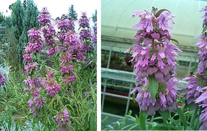 楽天市場 花苗 春 モナルダ ベルガモ 1鉢 3 3 5号 お届け中 Monarda Bergamo 宿根草 春苗 青花 草丈中高 イングリッシュガーデン 苗 鉢植え 庭植え ガーデニング 花壇 多年草 22spr ハッピーガーデン