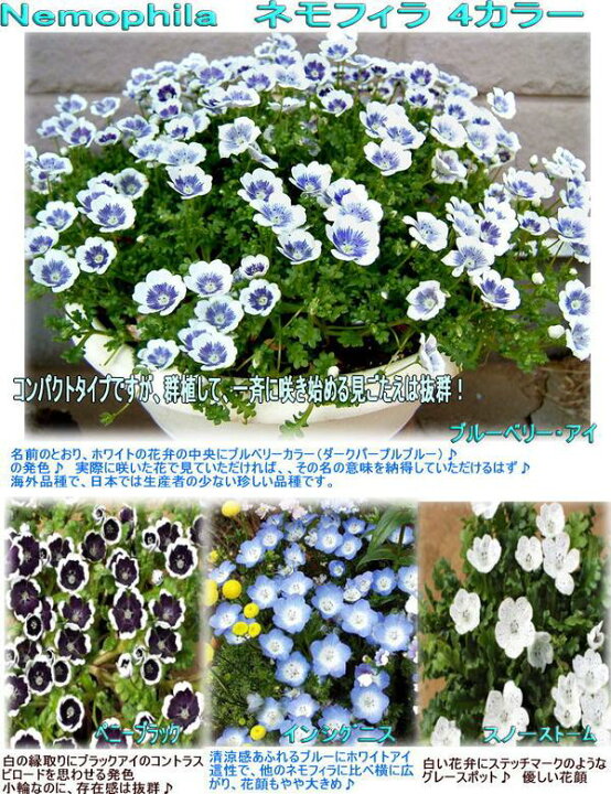 楽天市場 花苗 春 ネモフィラ 選べる2種 6鉢セット 3 5号 お届け中 Nemophila Bleuberry Eye 一年草 春苗 花苗 青花 苗 鉢植え 庭植え ガーデニング 花壇 22spr ハッピーガーデン