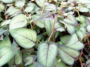 ԕc  H yVJA Vo[hS 1 3`3.5y͂zPersicaria microcephala Silver Dragon N CObVK[f c A A K[fjO Ԓd J[[t 񂹐A 