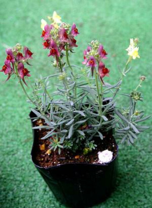 楽天市場 花苗 秋 リナリア リップルストーン ミックスカラー 1鉢3号 お届け11月中旬 秋苗先行予約 Linaria Ripple Stonea 宿根草 苗 銀葉 イングリッシュガーデン 鉢植え 庭植え ガーデニング 花壇 グランドカバー 22aki ハッピーガーデン 楽天市場 花苗 秋 リナリア リップルストーン ミックスカラー 1鉢3号 お届け11月中旬 秋苗先行予約 Linaria Ripple Stonea 宿根草 苗 銀葉 イングリッシュガーデン 鉢植え 庭植え ガーデニング 花壇 グランドカバー 22aki ハッピーガーデン