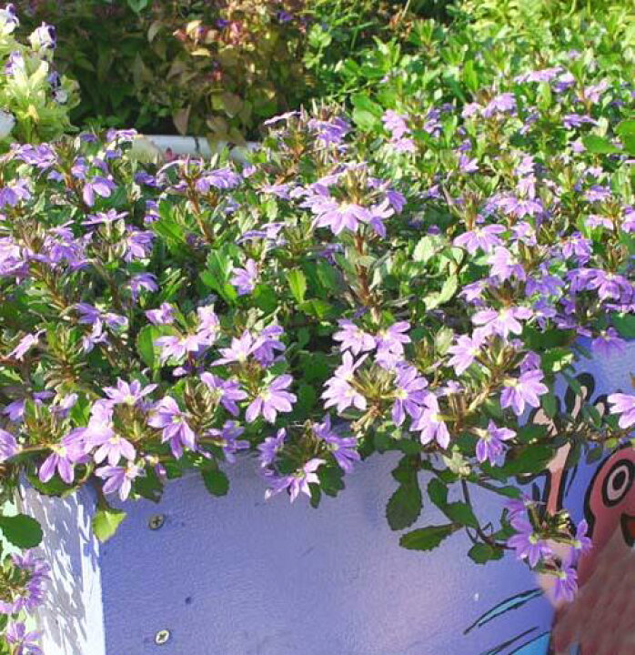 楽天市場 1000円ポッキリ 花苗 スカボラ ブルーファンフラワー 3鉢セット 3 3 5号 お届け中 Scaevola Aemula 草花 一年草 青花 夏苗 夏の花 花 ガーデン ガーデニング 花壇 鉢植え ハンギング グランドカバー スカエボラ スケボラ 22spr ハッピーガーデン