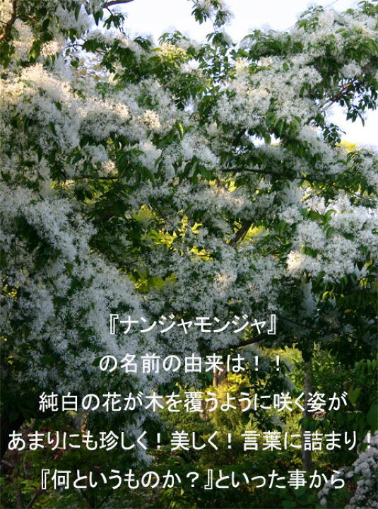 楽天市場 ナンジャモンジャの木 アメリカヒトツバタゴ 7号鉢 Chionanthus Virginicus ハッピーガーデン