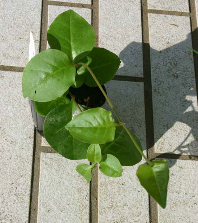 楽天市場 食べれるグリーンカーテン おか わかめ 1鉢 ハッピーガーデン