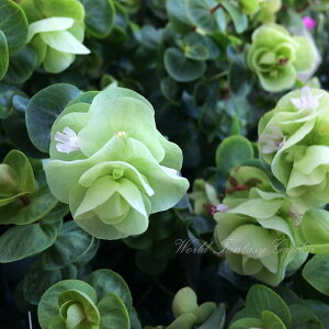 多年草 鉢植えの通販 価格比較 価格 Com