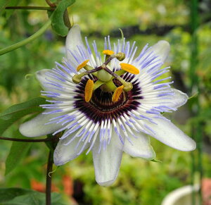 ԕc H N gPC\E NA XJC 1 4.5y͂zPassiflora Clear Sky NAXJC c ϊ Ẳ Ԓd ΂̃J[e ߓd 悵 K[fjO 鐫A NC~O^C