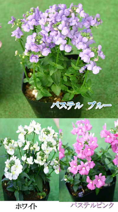 楽天市場 宿根ネメシア 3色より選択1鉢3 5号 お届け中 Nemesia Caerulea 宿根草 春苗 花苗 草丈低 青花 白花 桃花 イングリッシュガーデン 苗 鉢植え 庭植え ガーデニング 花壇 ハッピーガーデン