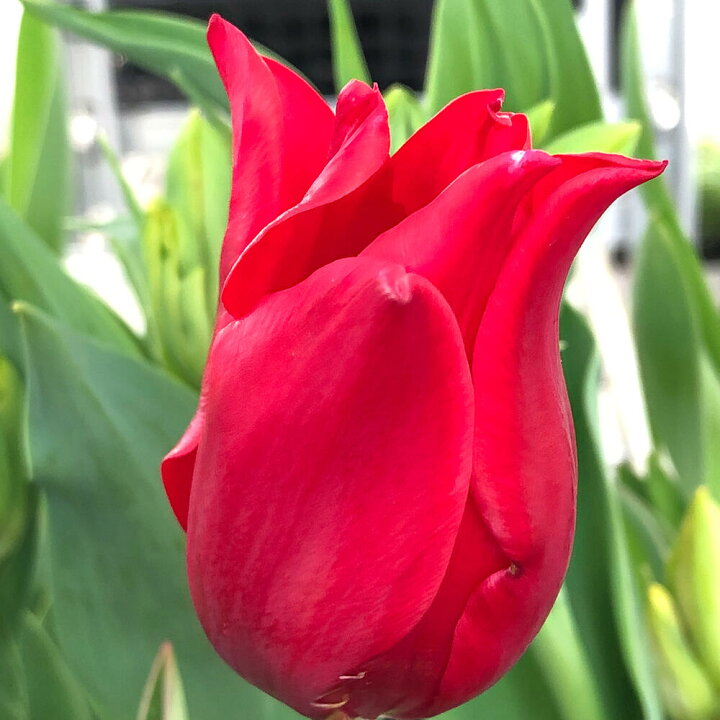 楽天市場 1000円ポッキリ 芽出し球根苗 ユリ咲き チューリップ プリティーウーマン 3ポットセット 3 3 5号 お届け中 チューリップ 球根 花の球根 冬植え球根 ガーデニング 庭植え 寄せ植え 冬植え 花壇 Tulip ハッピーガーデン 楽天市場 1000円ポッキリ 芽出し球根苗 ユリ咲き チューリップ プリティーウーマン 3ポットセット 3 3 5号 お届け中 チューリップ 球根 花の球根 冬植え球根 ガーデニング 庭植え 寄せ植え 冬植え 花壇 Tulip ハッピーガーデン