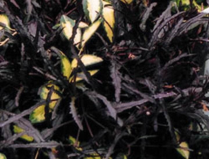 楽天市場 ヘミグラフィス レパンダ1鉢 Hemigraphis Repanda ハッピーガーデン