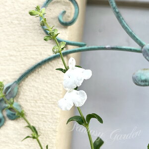 ԕc H N h  TrA AYA Iׂ 1 3.5y͂zSalvia Azurea ϊh t   c 䒆 Ԋ A Ԓd A 񂹐A t nbs[K[f 