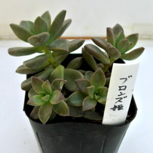 c AAJg1 IׂNo1-No20 A c 񂹐A 